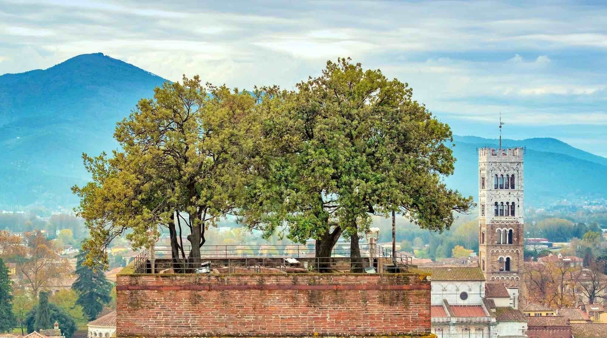 A large tree on top of a brick structure with a tower in the background.