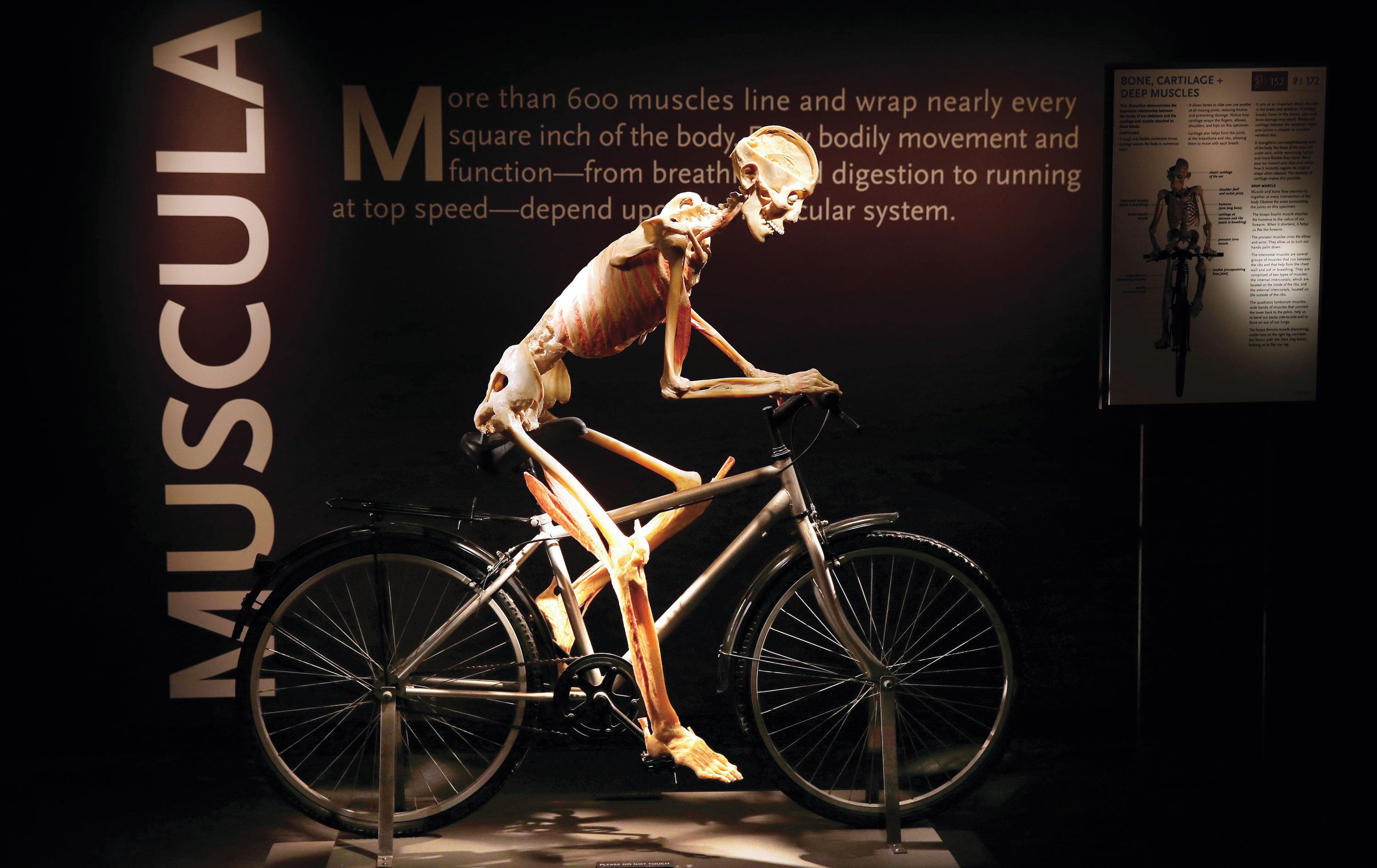 A skeletal figure on a bicycle with a backdrop displaying the word 'MUSCULA' and text about muscles.