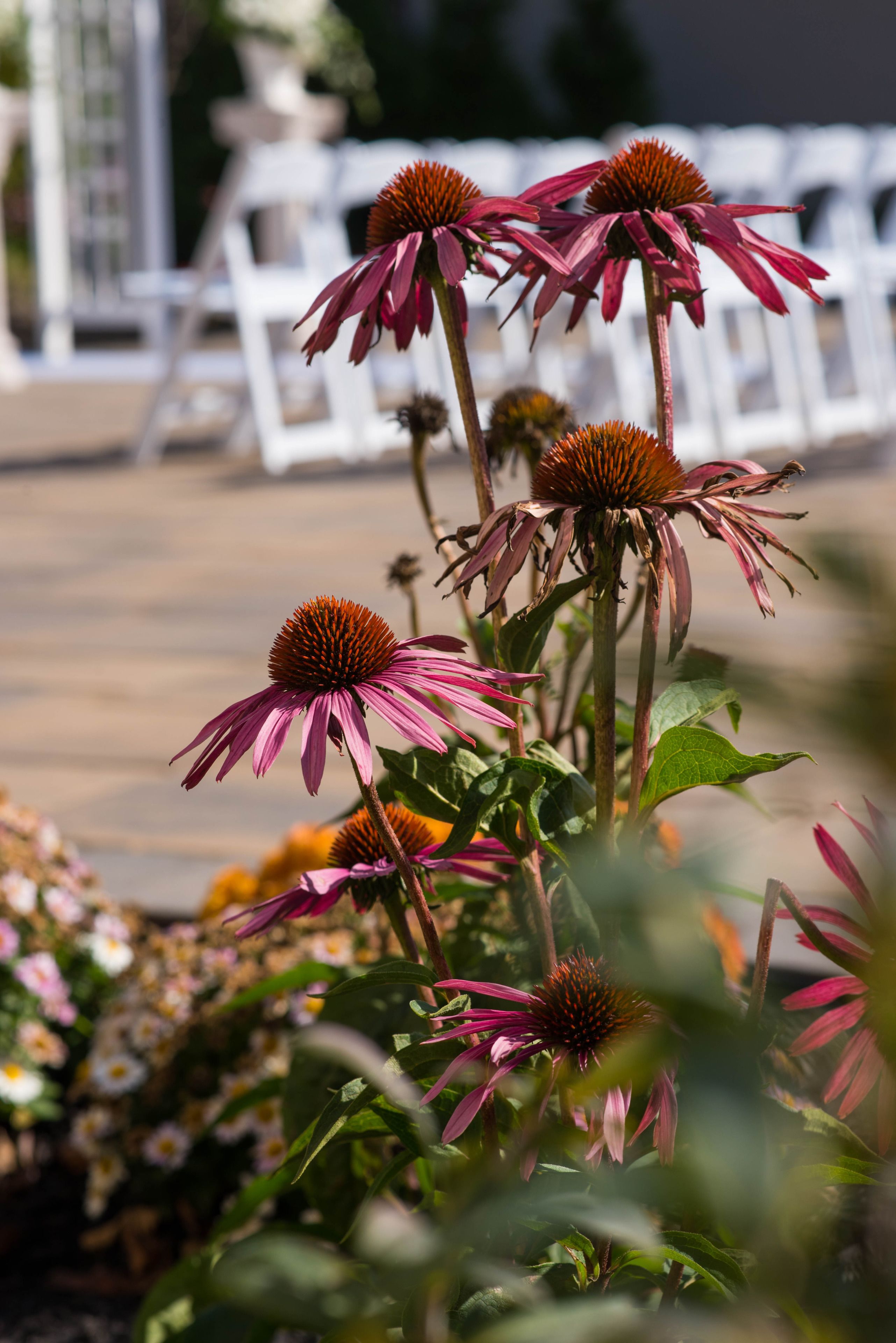 Un jardín con flores púrpuras y sillas blancas al fondo.