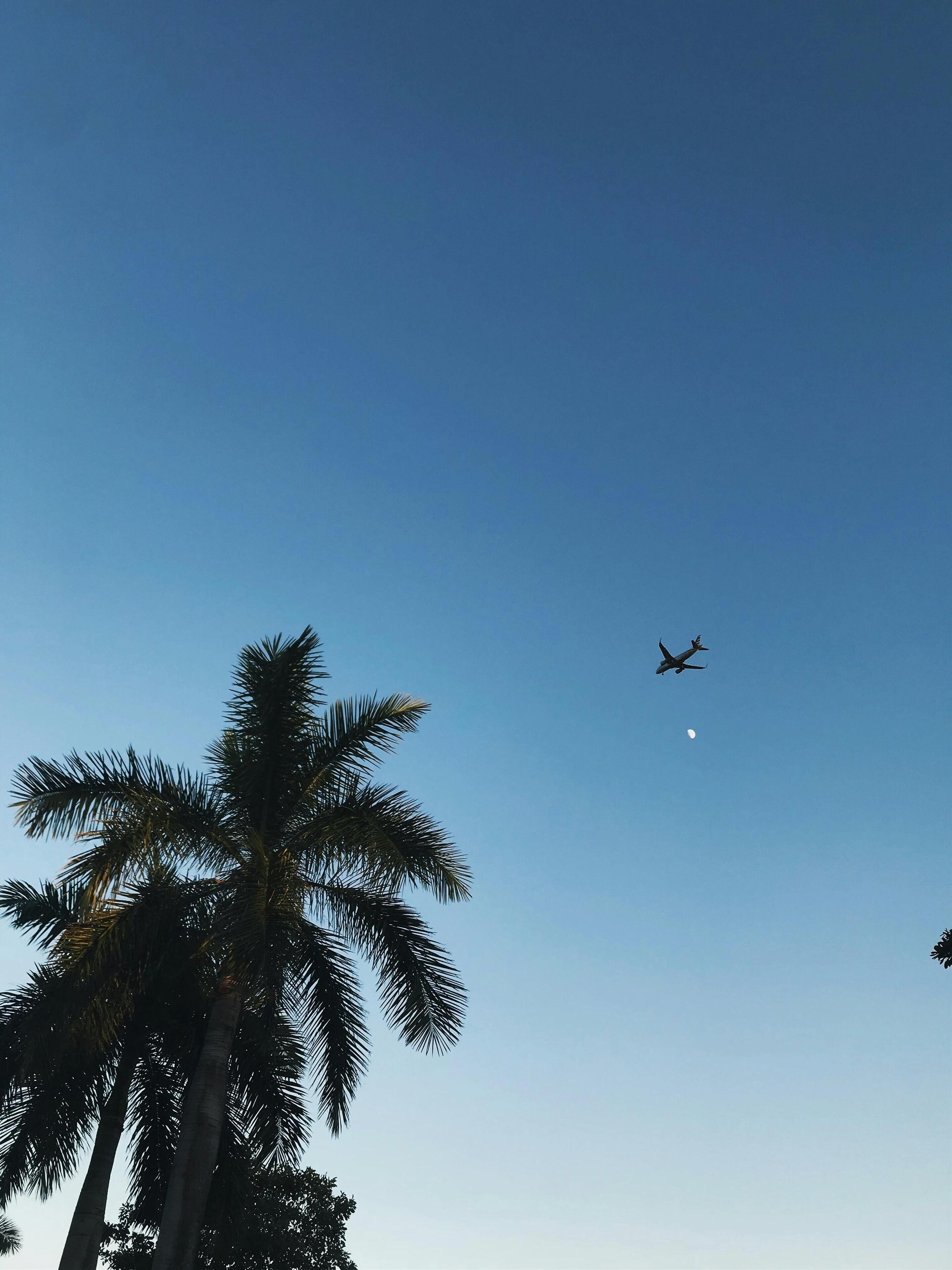 Cielo despejado con un avión volando y palmeras al frente.