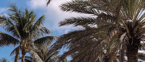 A pathway lined with palm trees leading to a beach area with a view of the ocean.