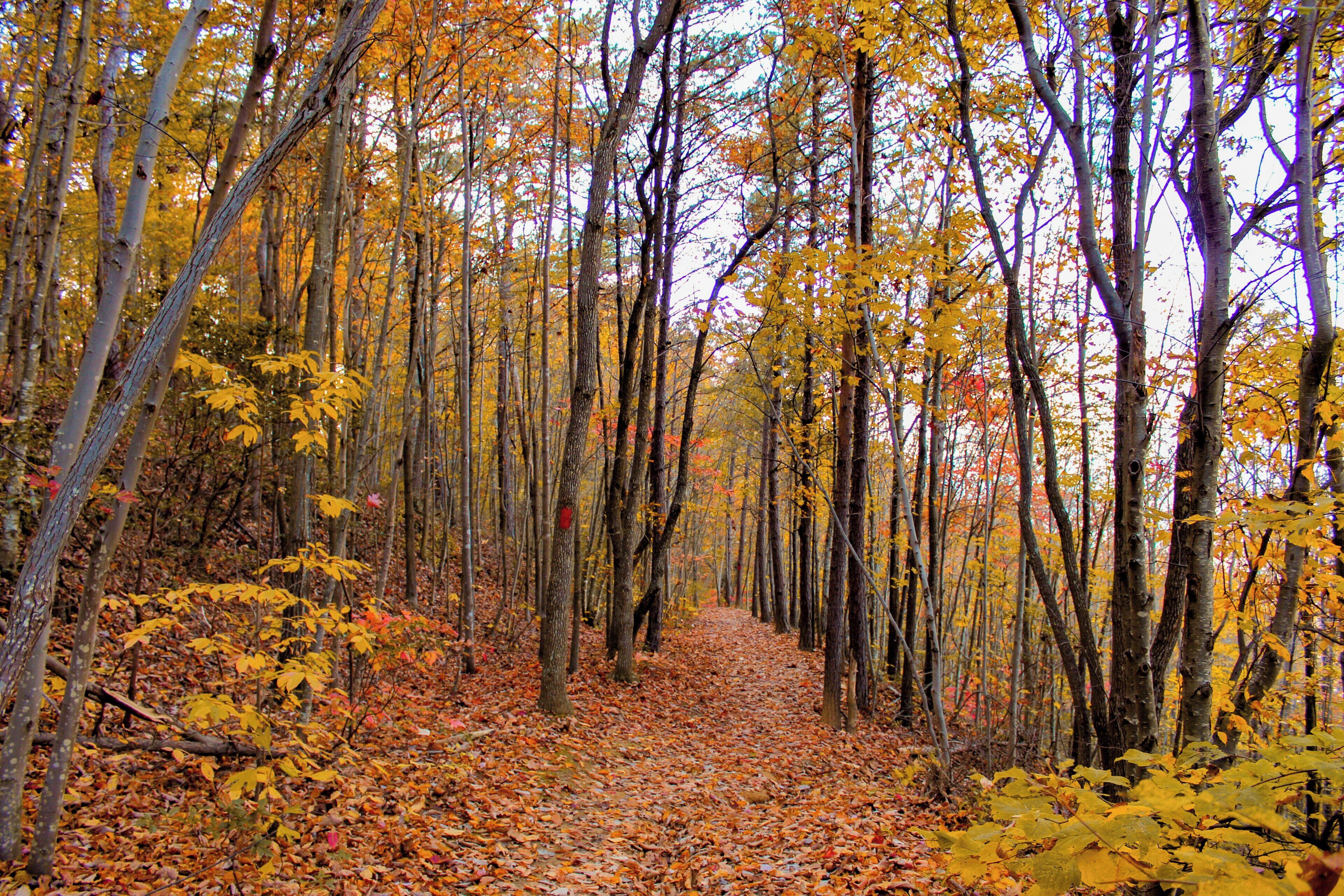 A forest path with trees and fallen leaves.