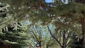 A garden with a stone fountain, wooden deck, and various plants. - Browns Canyon Inn (Salida)