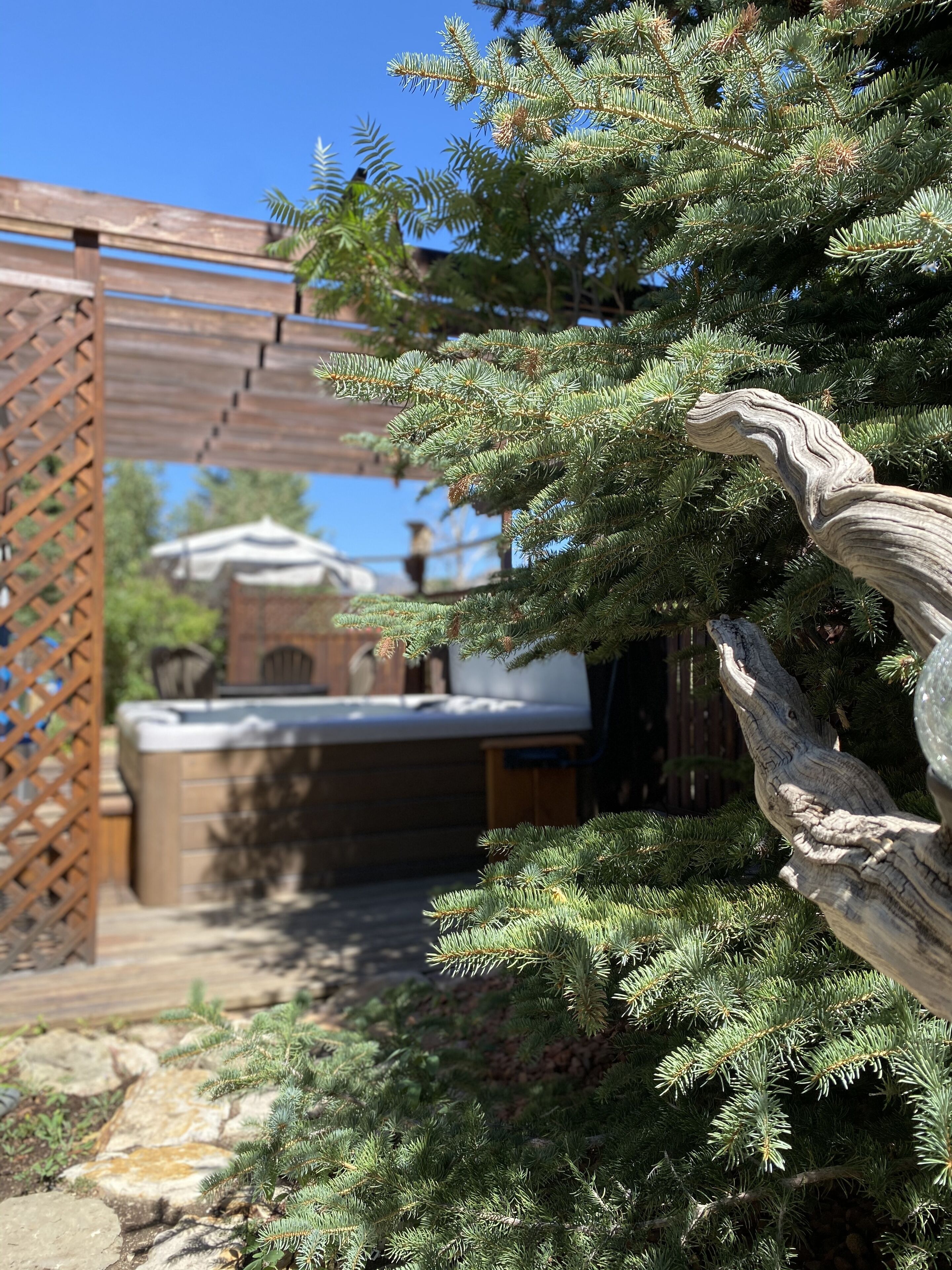 A wooden pergola with a stone bench underneath, surrounded by evergreen trees.
