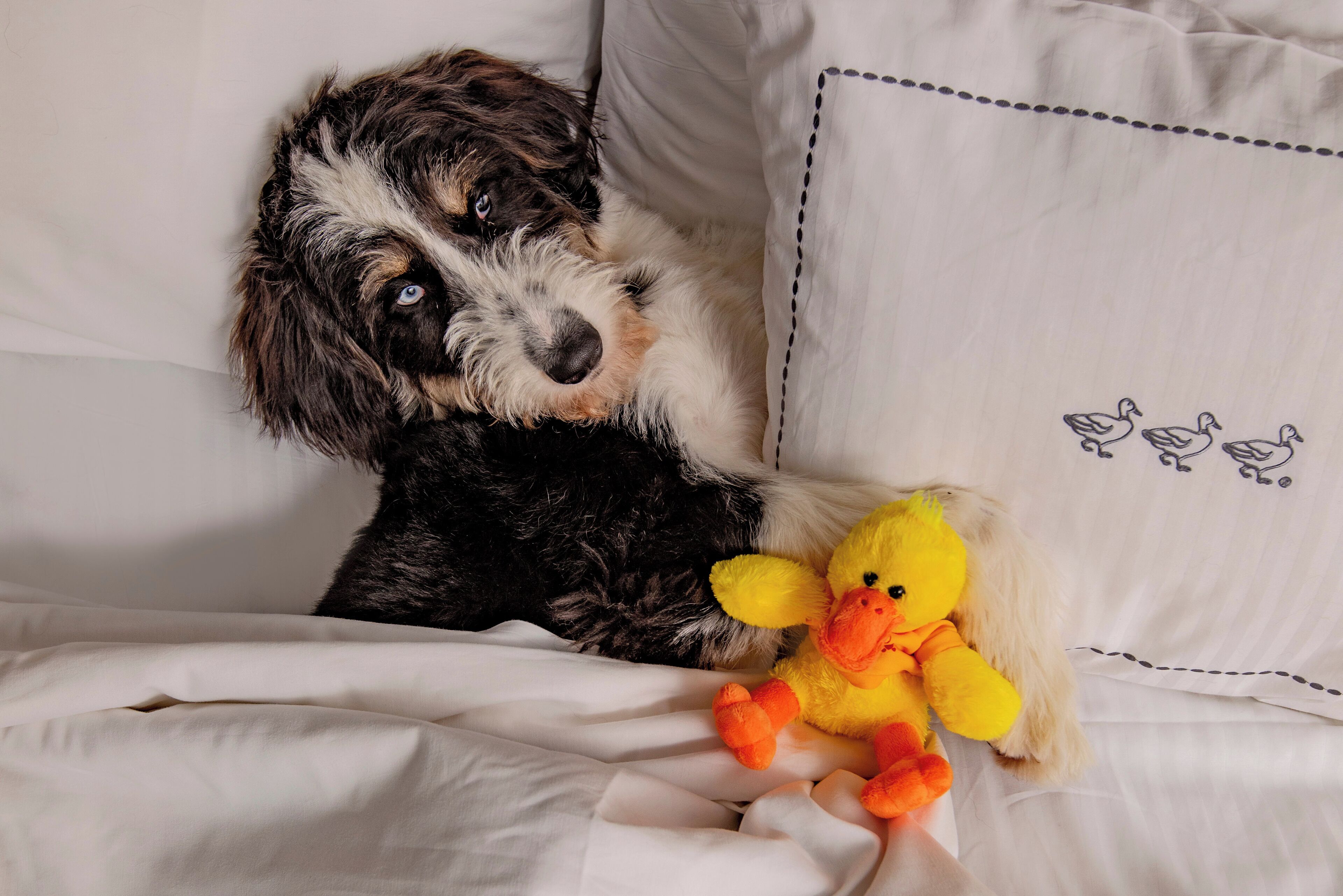 A dog lying on a bed with a plush toy.