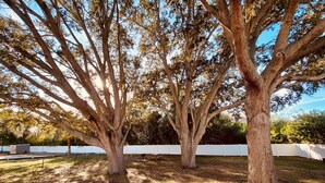 Un grand arbre à l’écorce épaisse et aux branches luxuriantes, entouré d’une clôture blanche.