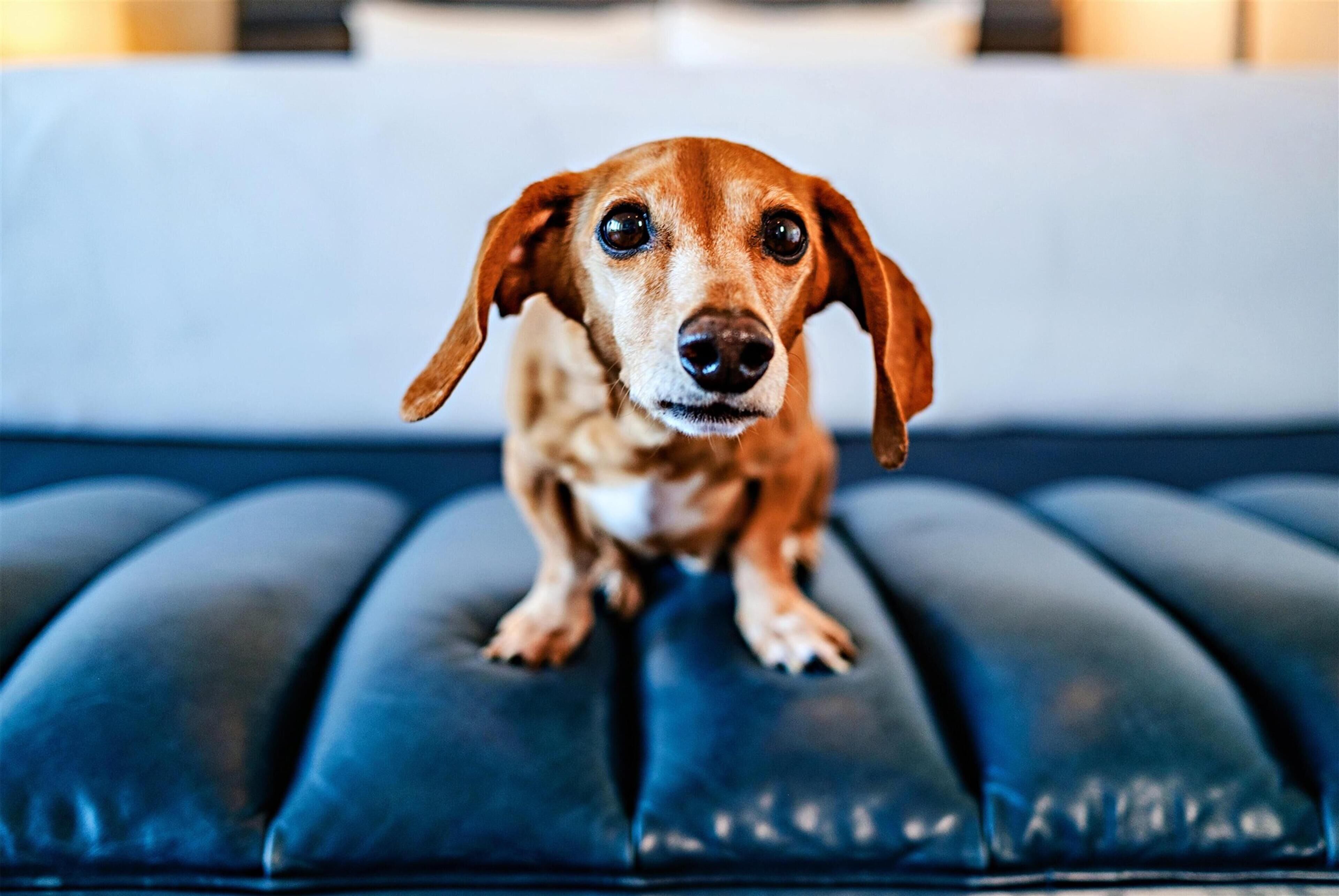 Foto - Andaz West Hollywood, By Hyatt