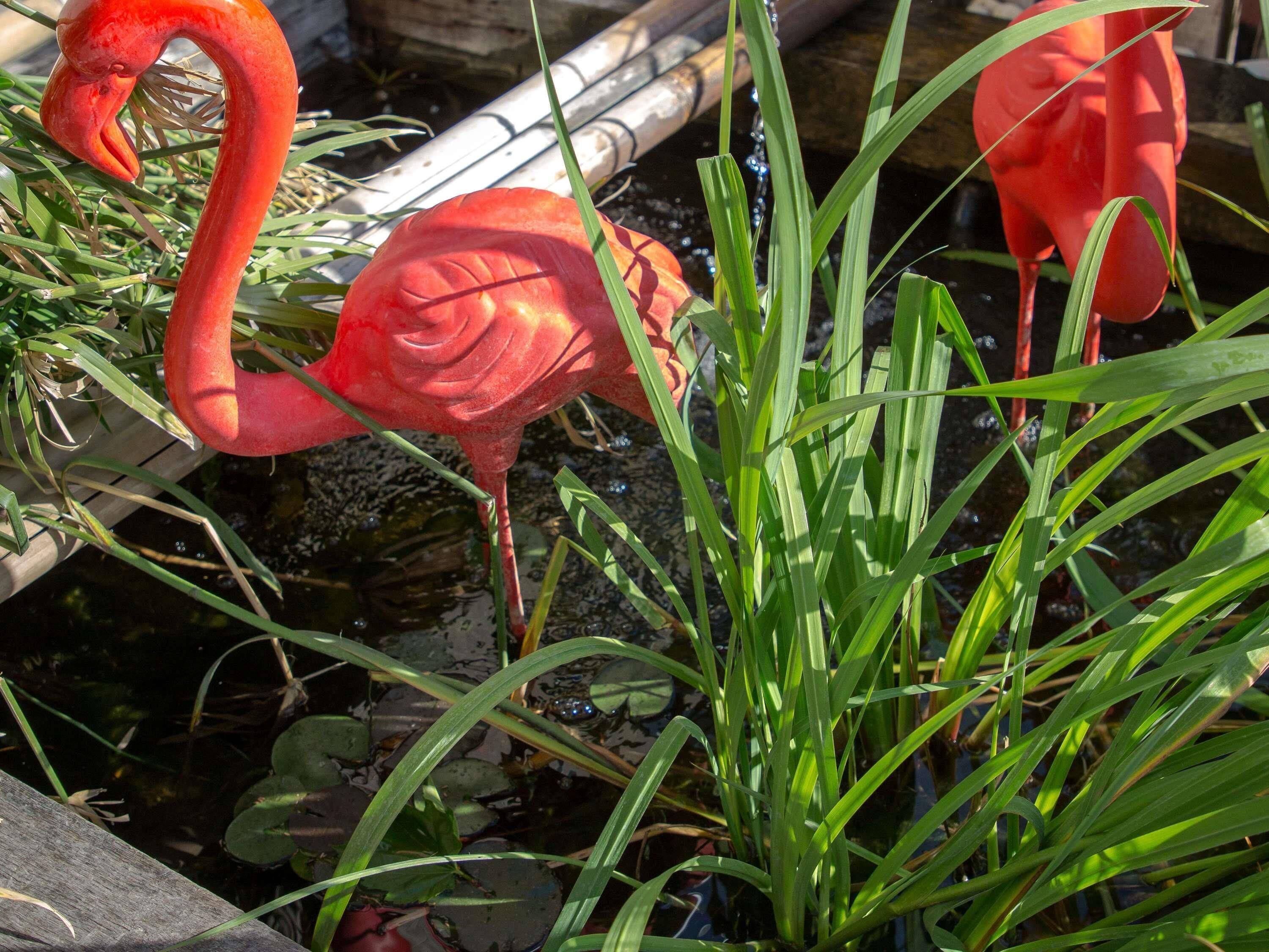 Un estanque con flamencos rosados y plantas verdes.