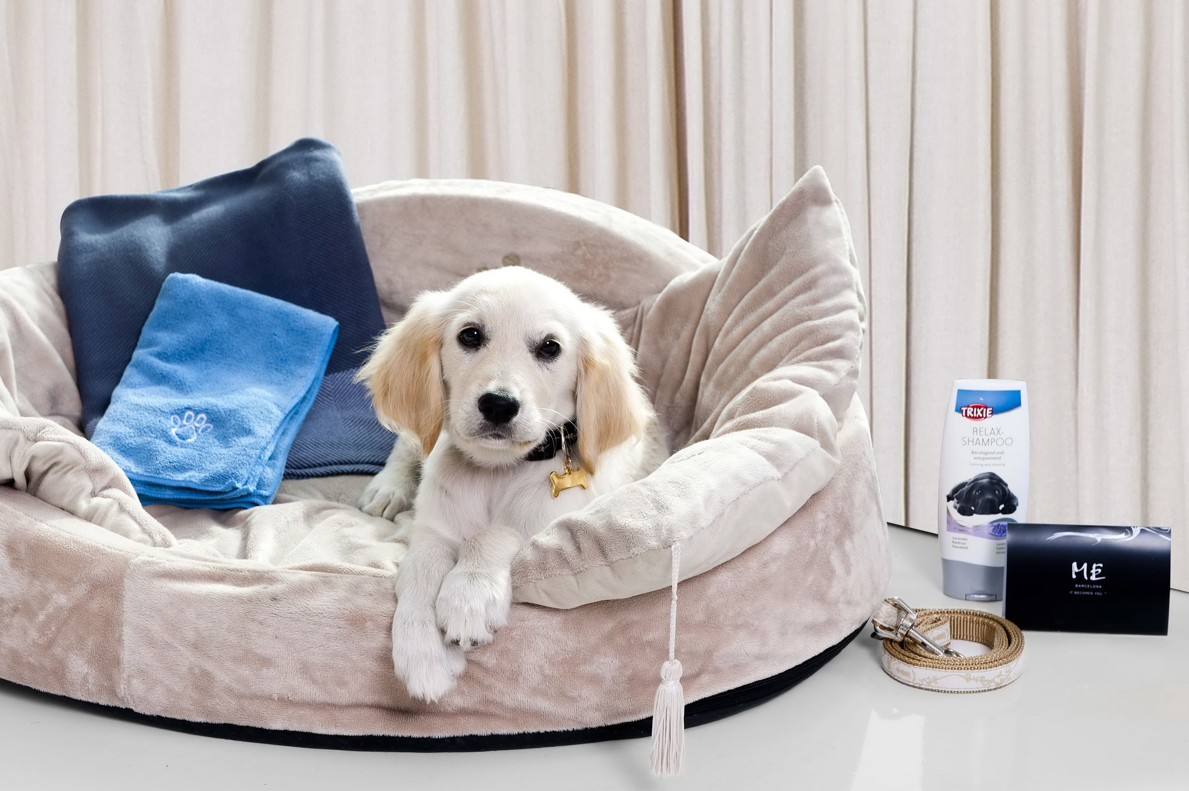 A dog bed with a blue towel and a leash.