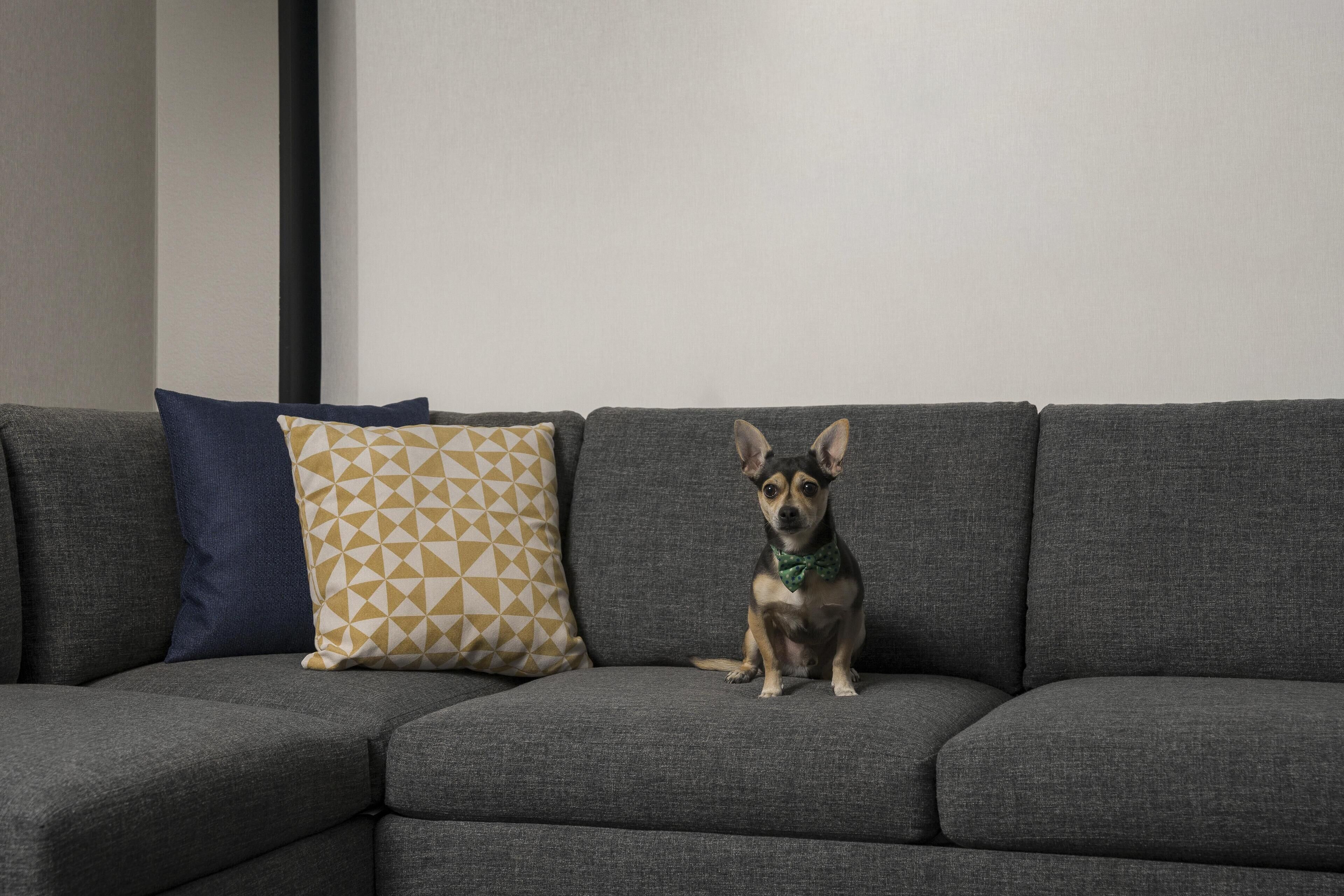 Ein graues Sofa mit einem Hund darauf, einem blauen Kissen und einem gemusterten Kissen.