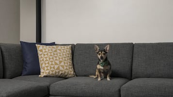 Ein graues Sofa mit einem Hund darauf, einem blauen Kissen und einem gemusterten Kissen.