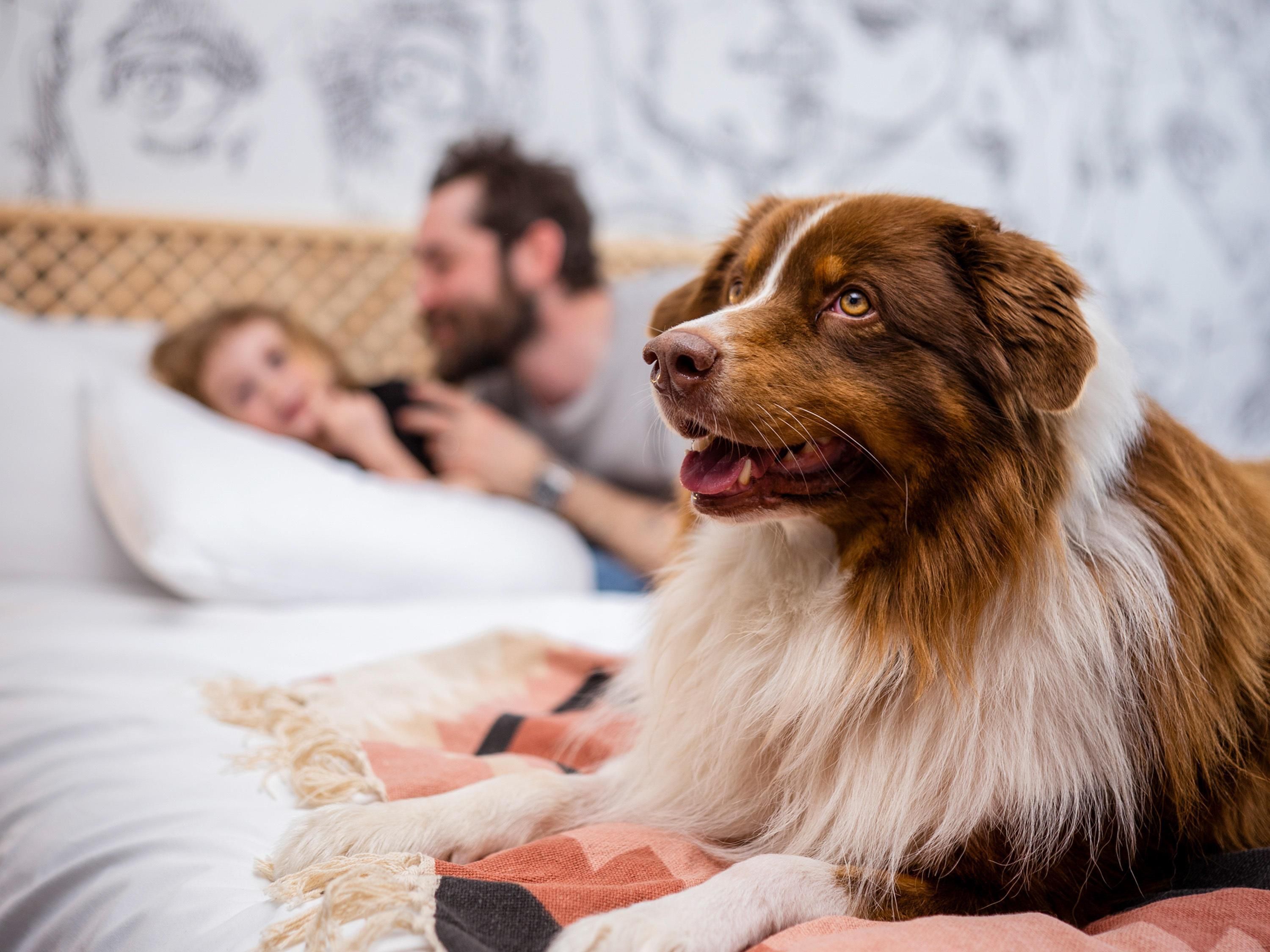 Un cane sdraiato su un letto con una coperta fantasia.