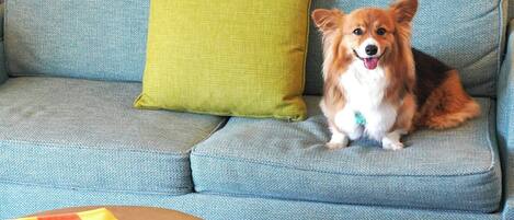 Une pièce avec un canapé bleu, un coussin vert et un chien assis sur le canapé.