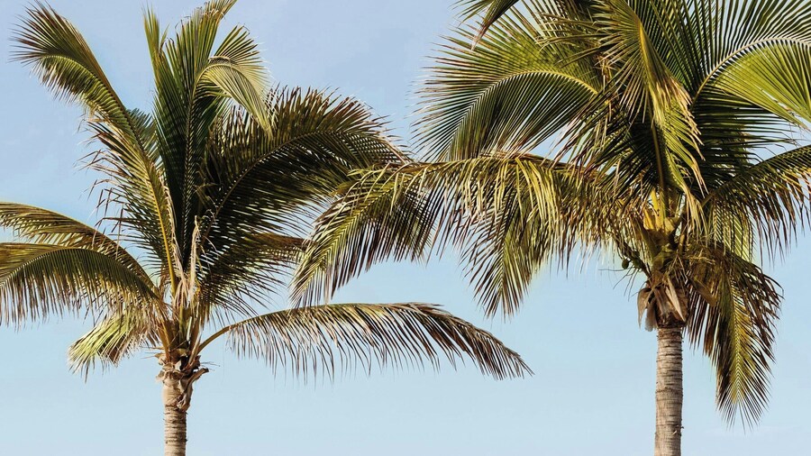 The Westin Los Cabos Resort Villas