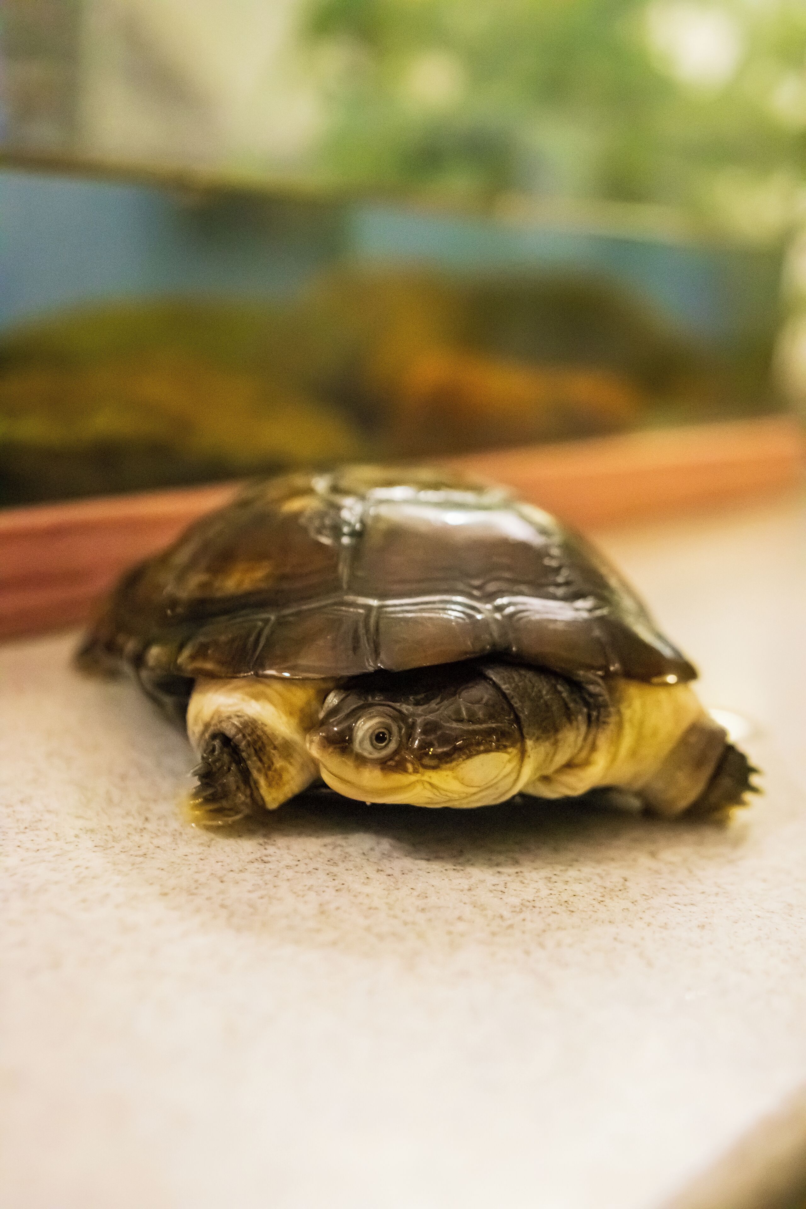 Une tortue sur une surface plane.