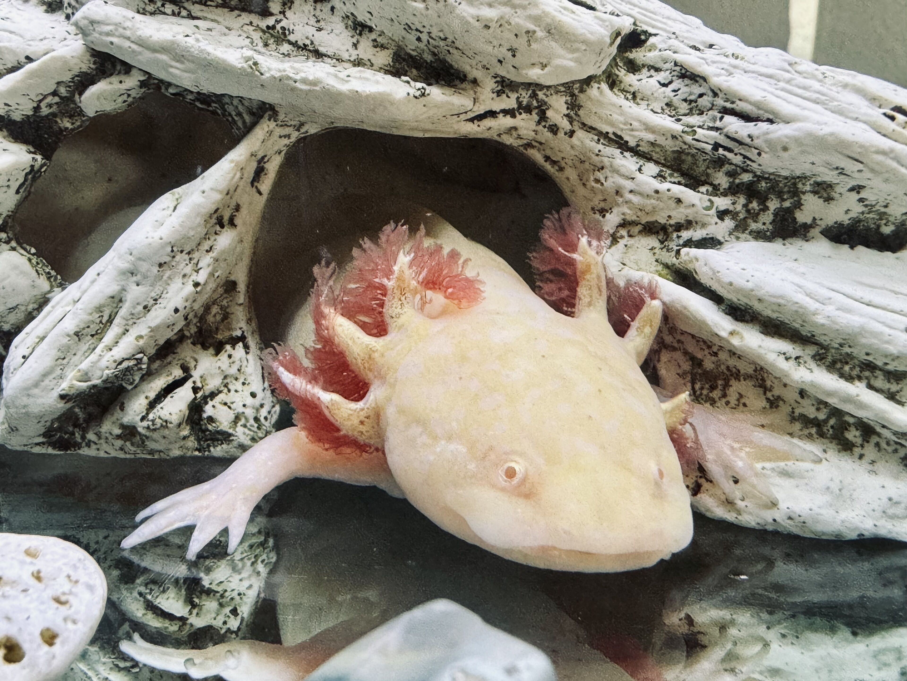 Un pez en un acuario con fondo rocoso.
