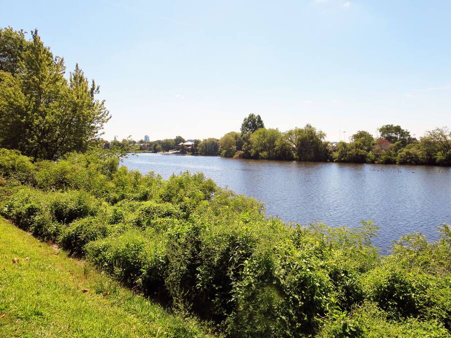 A river with dense greenery and trees on both sides.