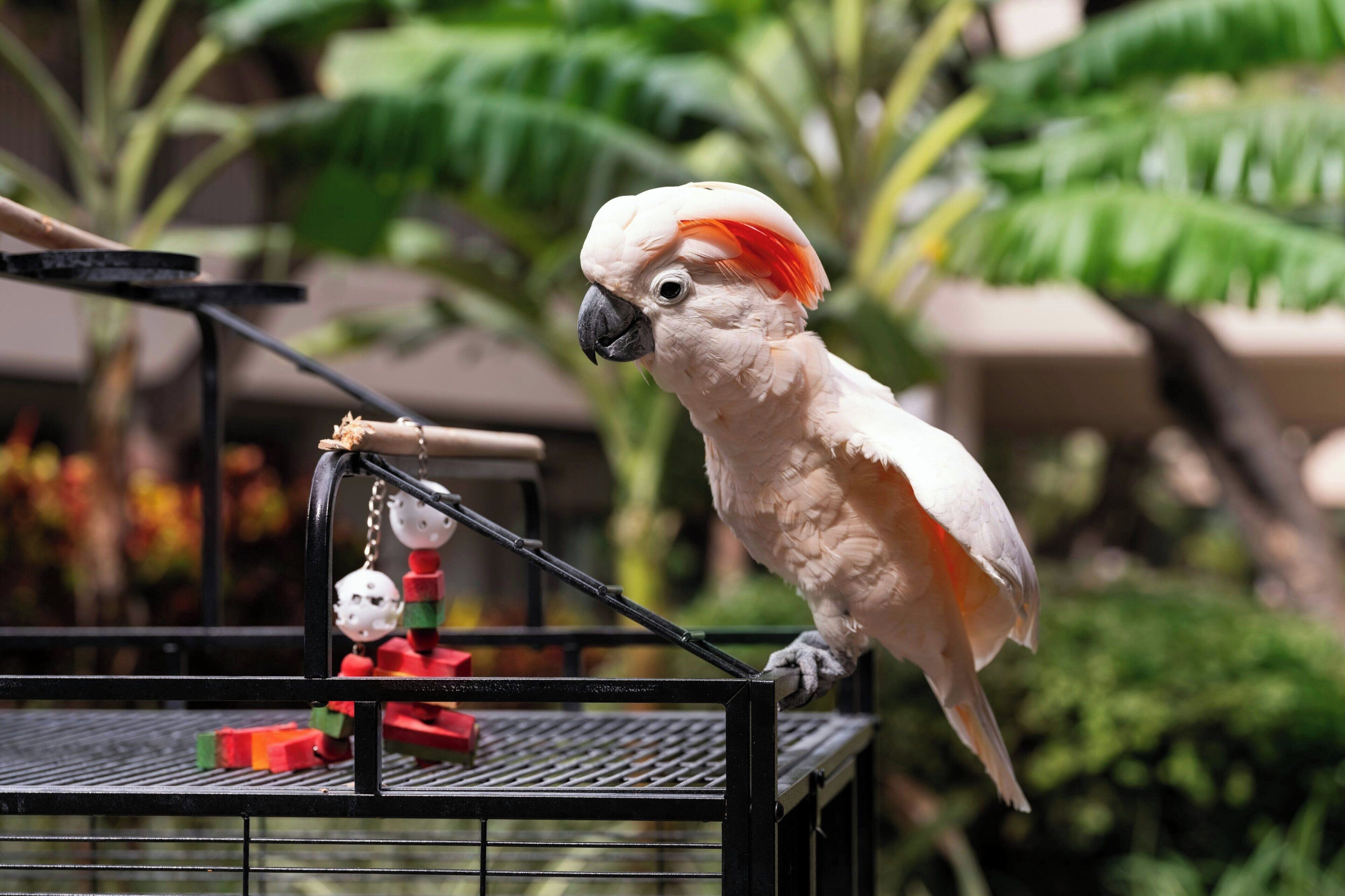 Un loro blanco posado sobre una estructura metálica con cadena y juguetes de colores.