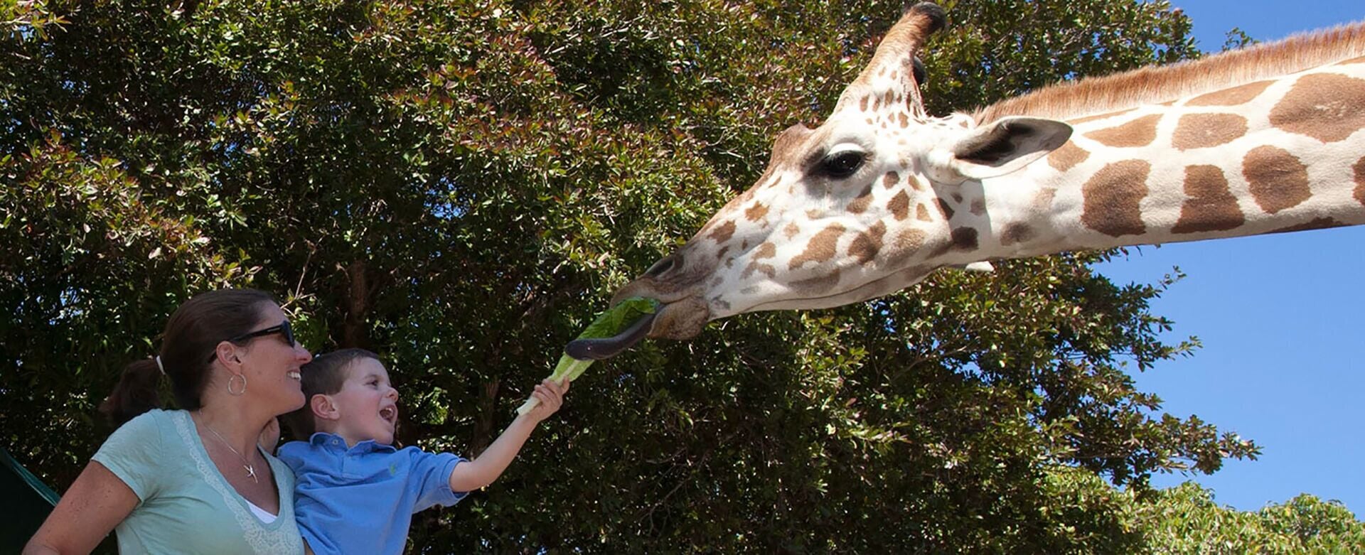 Une girafe qui tend le cou pour atteindre la personne qui la nourrit.