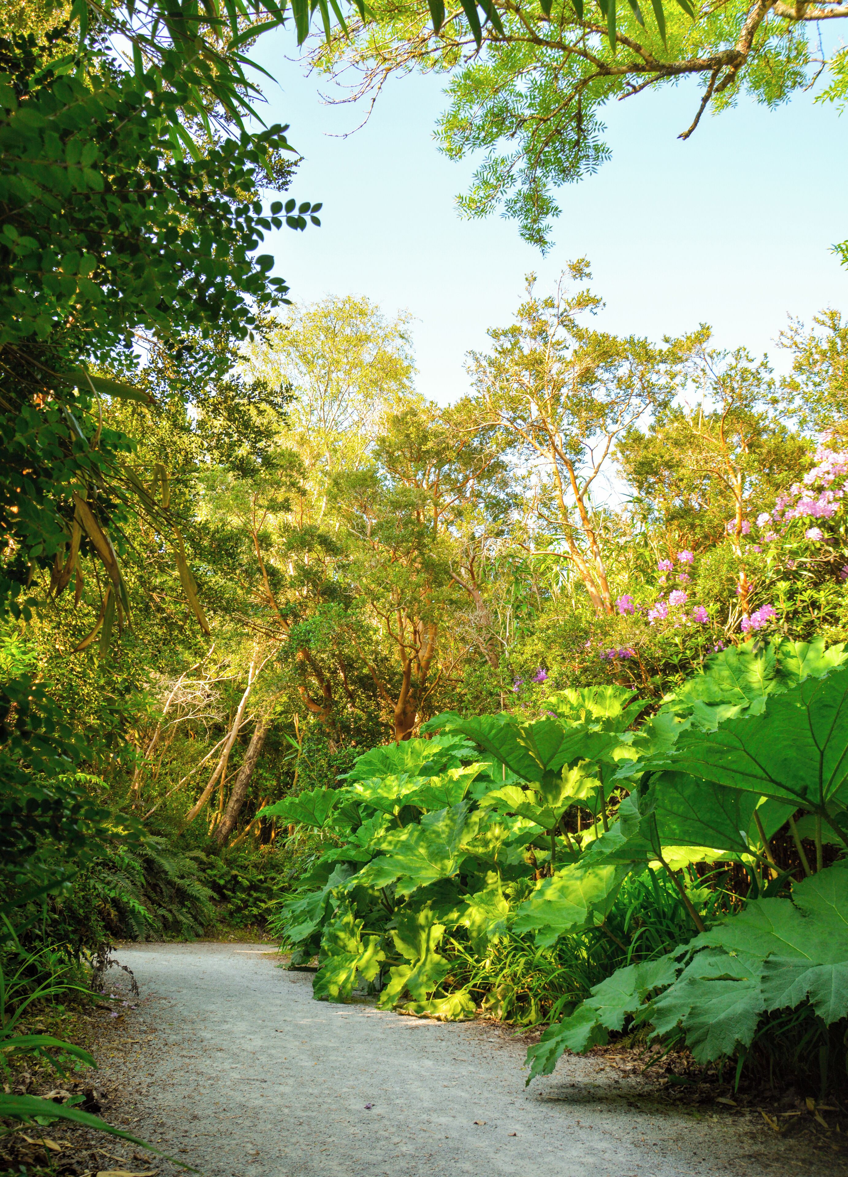 A pathway surrounded by lush greenery and trees.