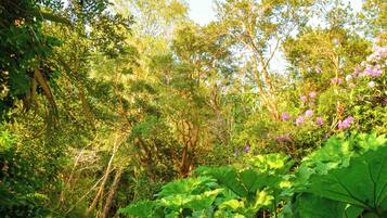 A pathway surrounded by lush greenery and trees.