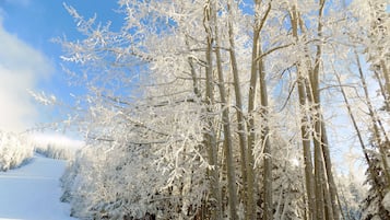 Een besneeuwd landschap met bomen en een heldere lucht.