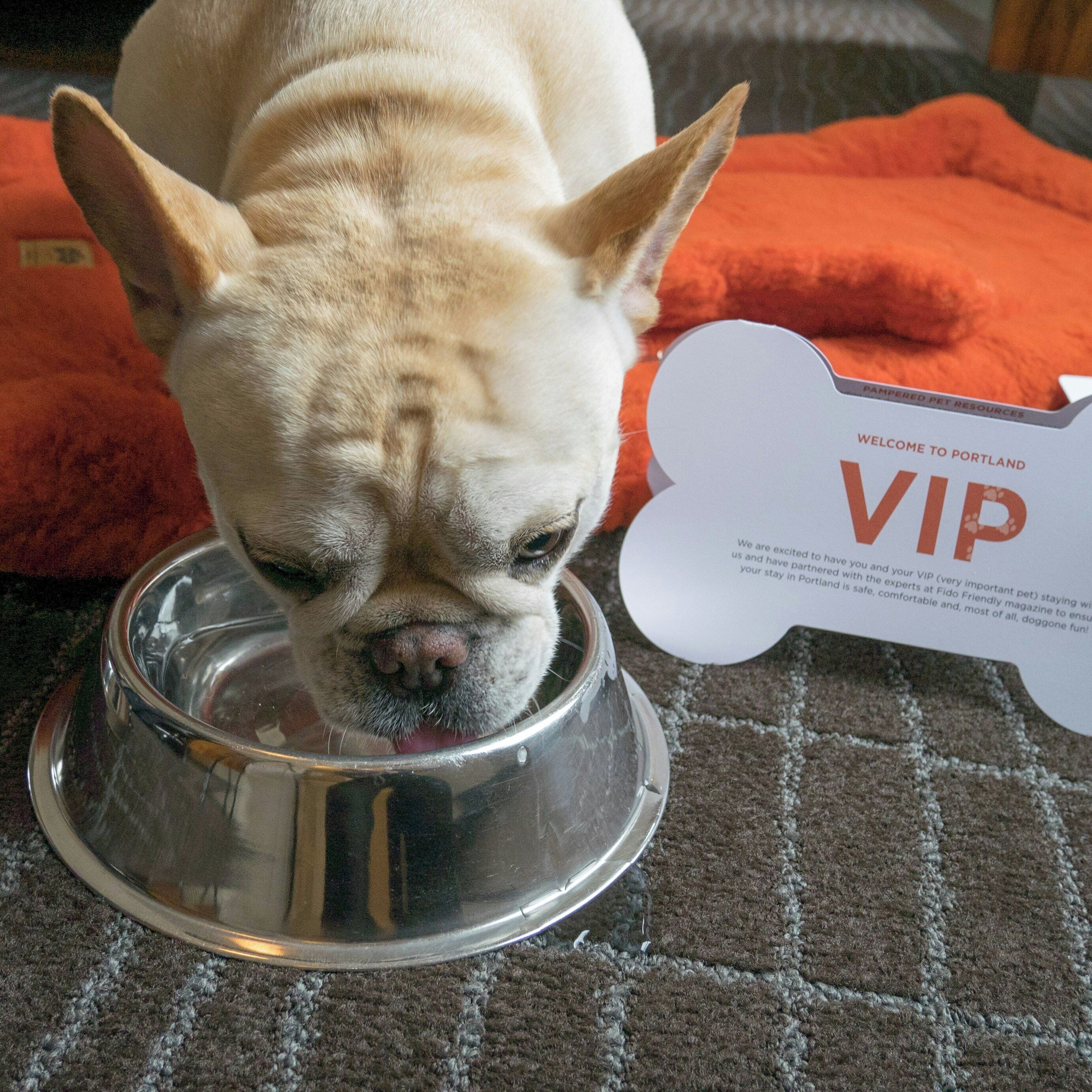 A dog eating from a metal bowl with a bone-shaped sign nearby.