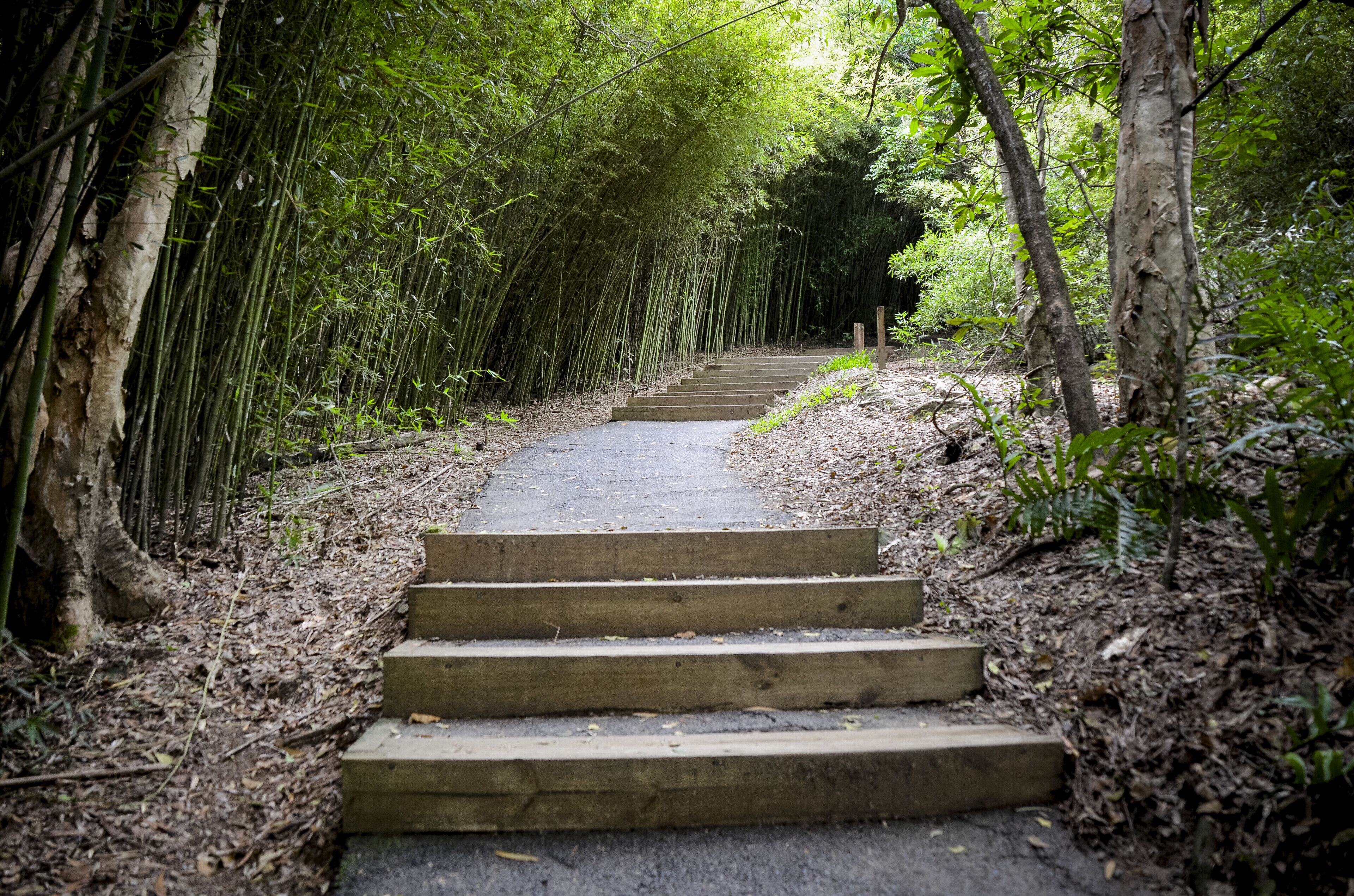 A set of wooden steps leading up a path surrounded by bamboo and trees.