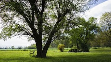 A park with a large tree, a bench, and a well-maintained lawn.