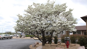 A parking lot with a tree in bloom, a red fire hydrant, and a building in the background.