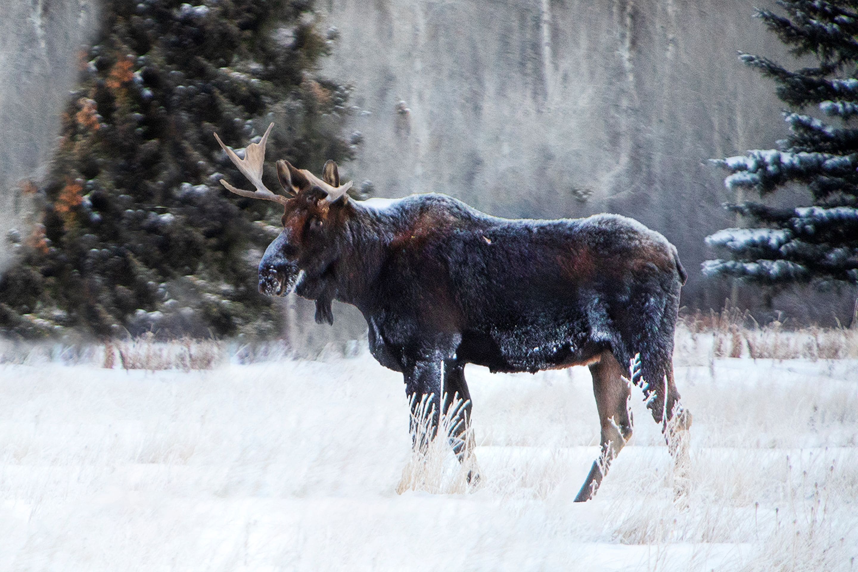 A moose in a snowy field with trees in the background.