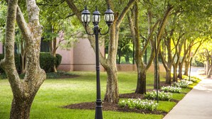 A street lamp with three lights, surrounded by trees and a well-maintained lawn. - Hilton Fairfax (Fairfax)