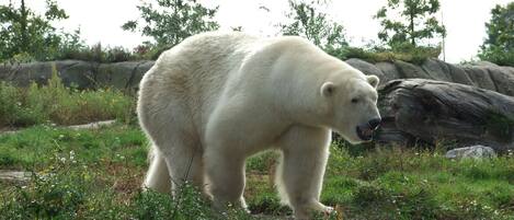 A polar bear walking on grass near rocks in a naturalistic enclosure.