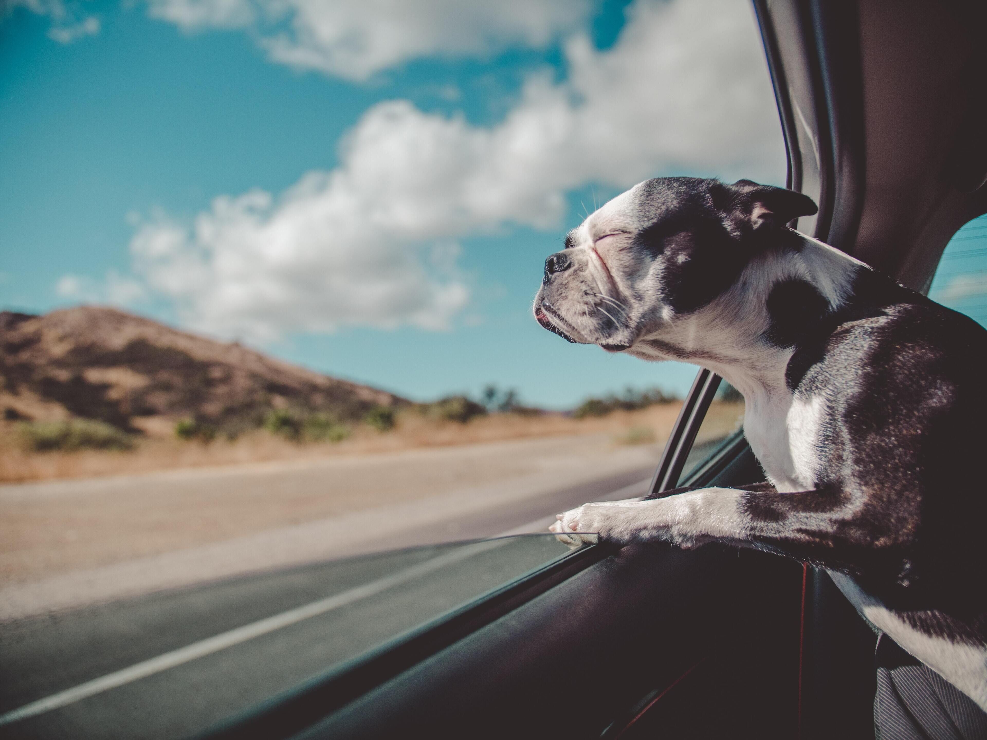 Un perro sentado junto a una ventanilla de coche, mirando hacia afuera.