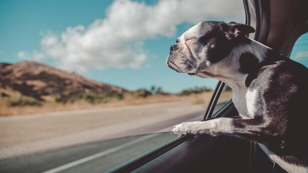 A dog sitting by a car window, looking out.