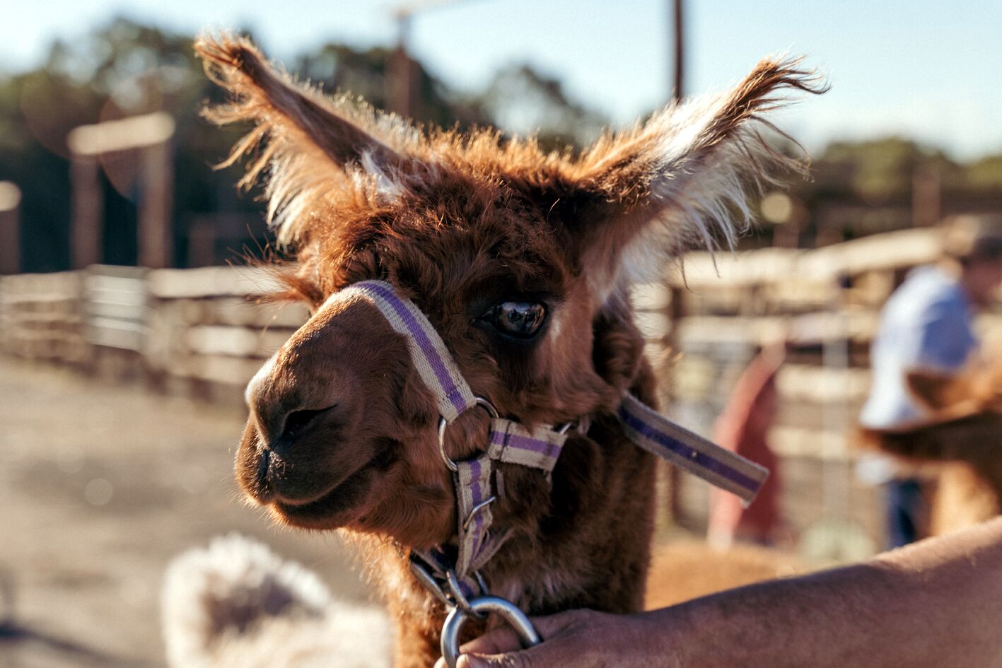 Primer plano de una llama con cabestro, de pie en un espacio al aire libre con una cerca de madera y una persona al fondo.