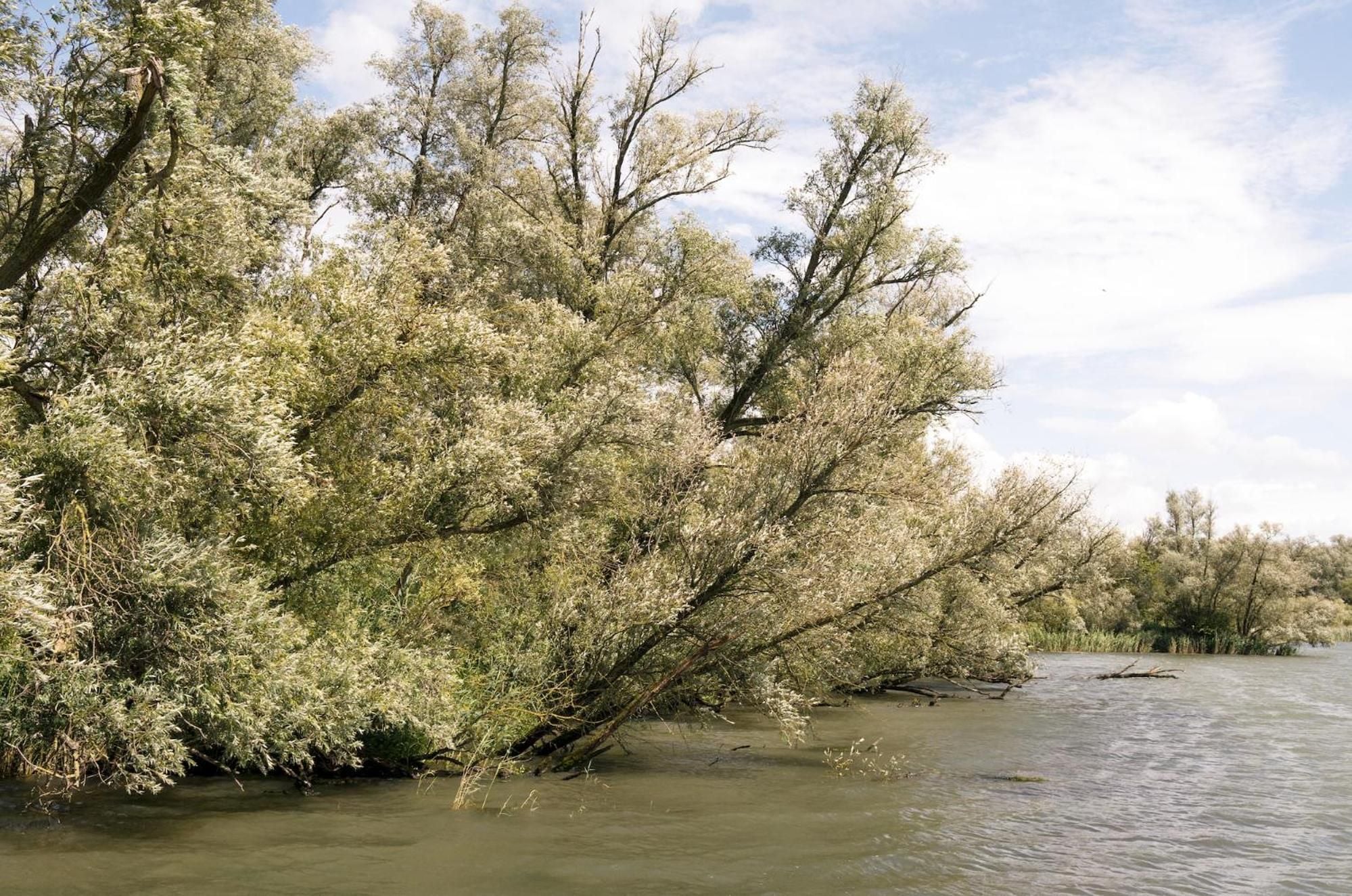 A riverbank with trees leaning over the water.
