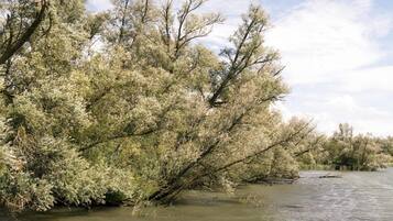 A riverbank with trees leaning over the water.