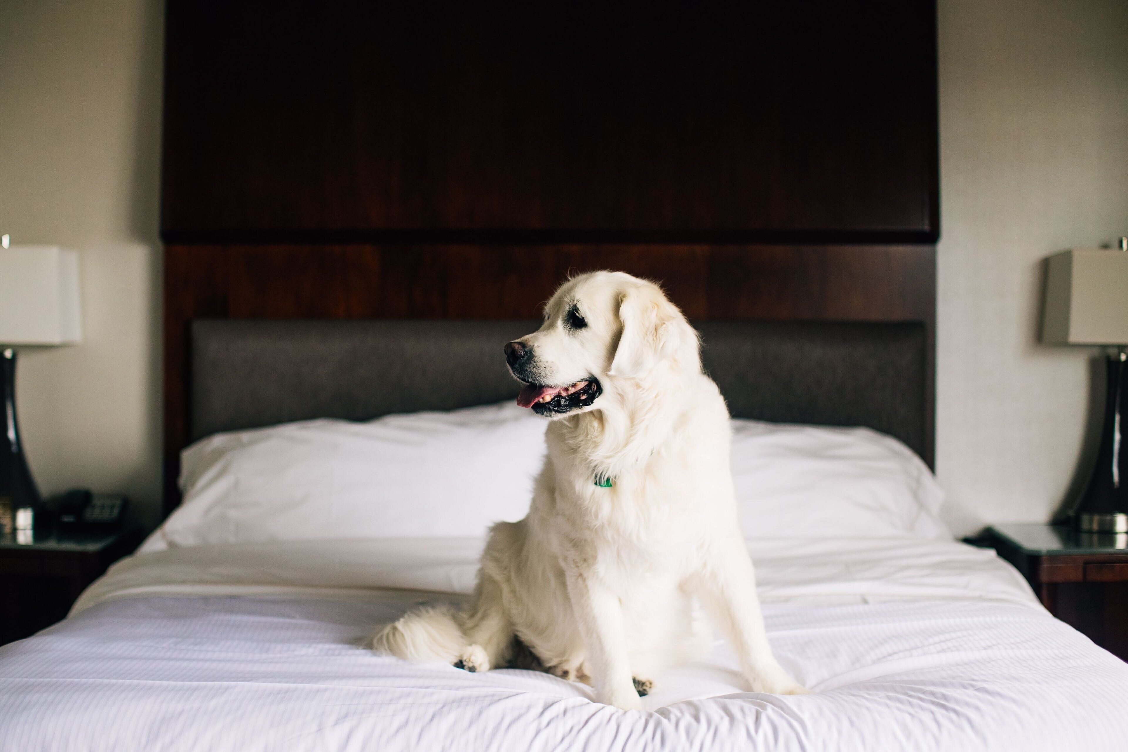 A dog sitting on a bed with white bedding and a dark headboard.