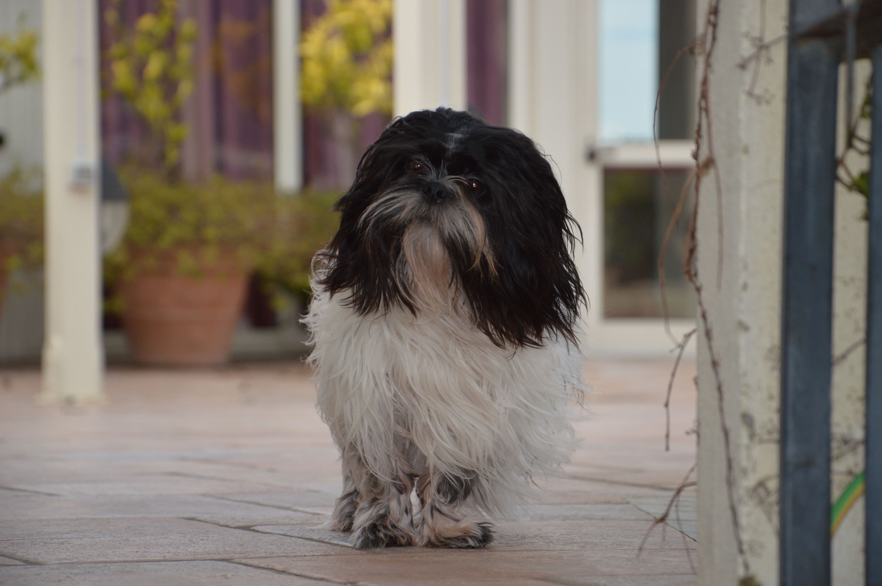 Um cão pequeno e fofo parado sobre um chão de azulejos.
