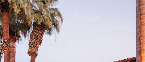 A courtyard with outdoor seating, palm trees, and a building with balconies.