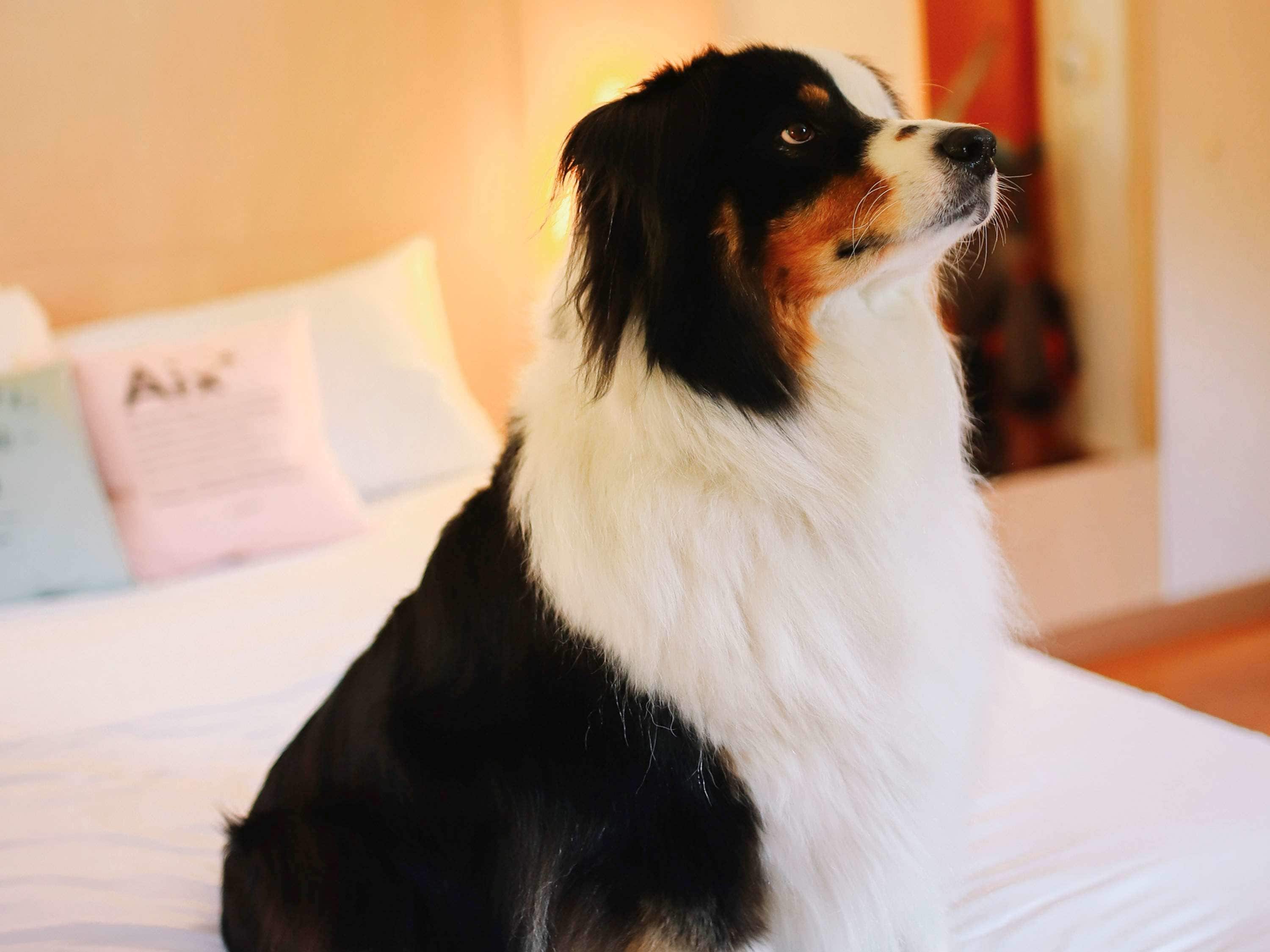 Un chien assis sur un lit, avec un oreiller et un panneau indiquant le mot « Air ».