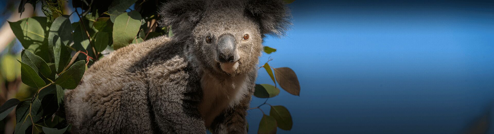 A koala in a natural setting with foliage.