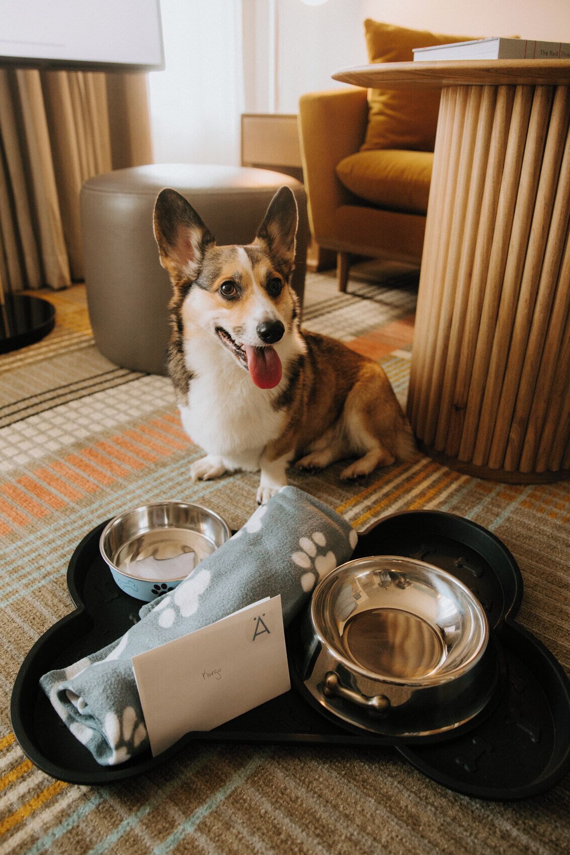 pet-friendly amenities