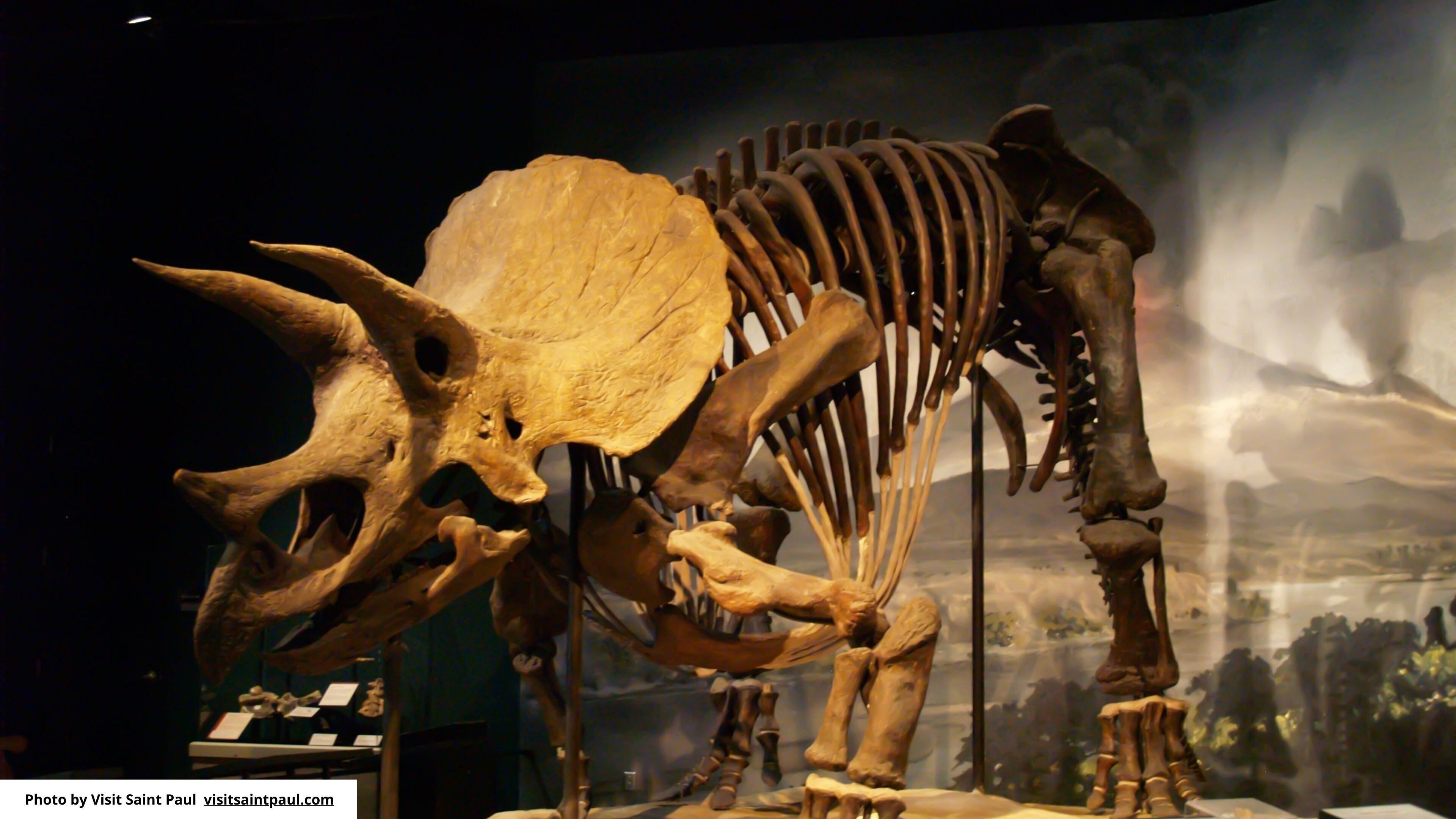 Een tentoonstelling van een dinosaurus skelet in een museum.