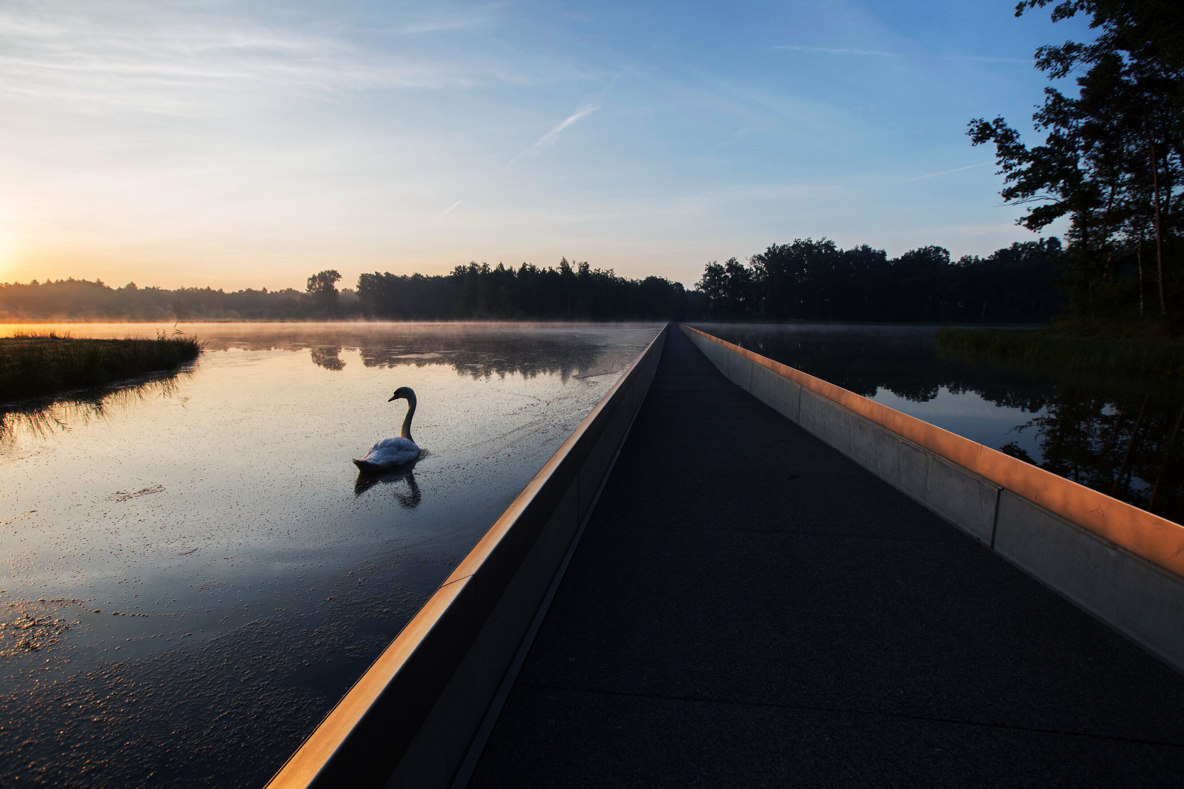 Un puente sobre un cuerpo de agua tranquilo, con un cisne nadando.