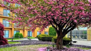 A tree with pink blossoms in a landscaped area with a building in the background. - Courtyard by Marriott Fishkill (Fishkill)