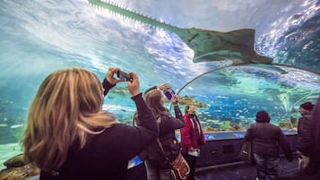 Personas observando un tanque grande de tiburones en un acuario.