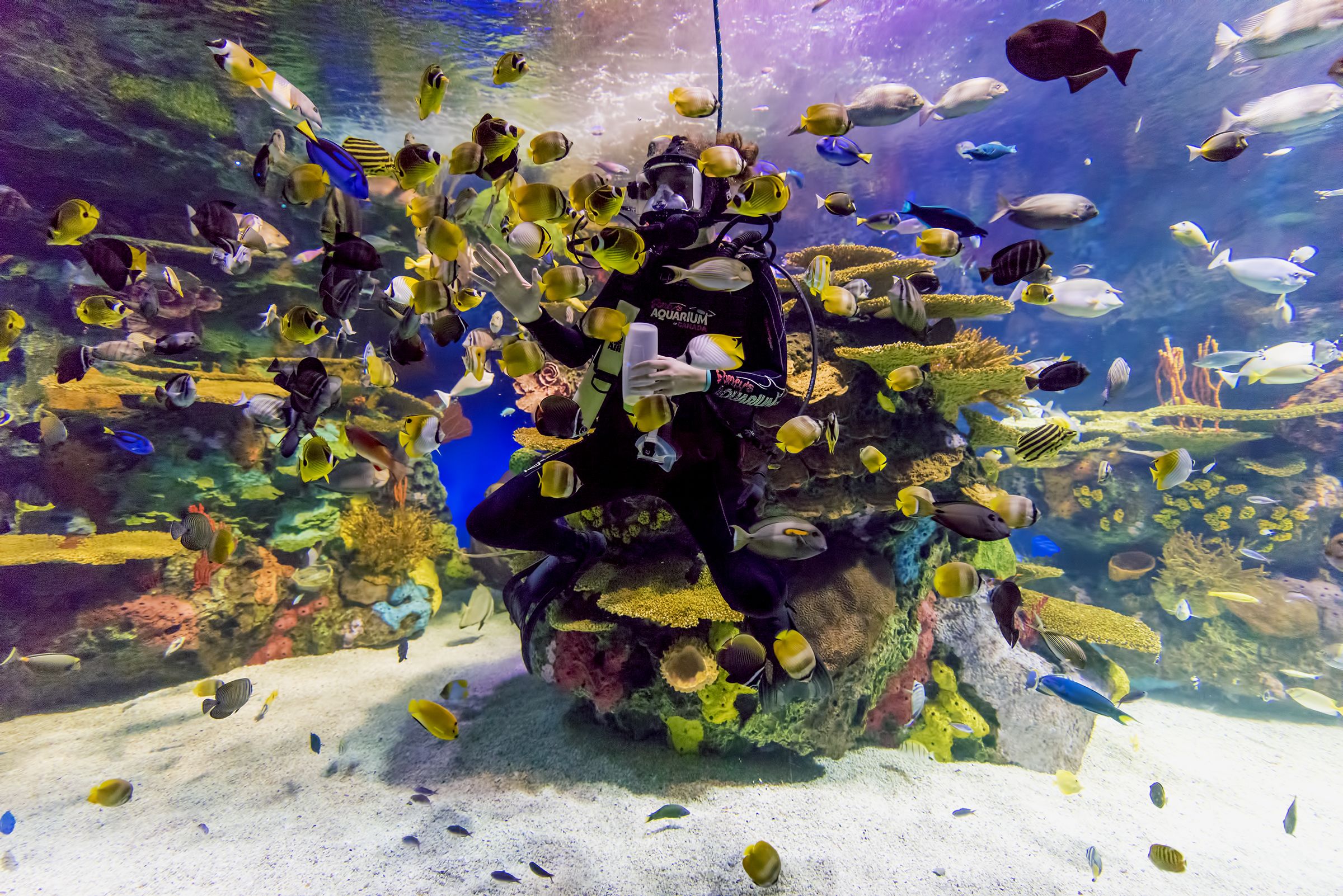 An underwater scene with a diver surrounded by various fish species, including yellow and black fish, in an aquarium setting.