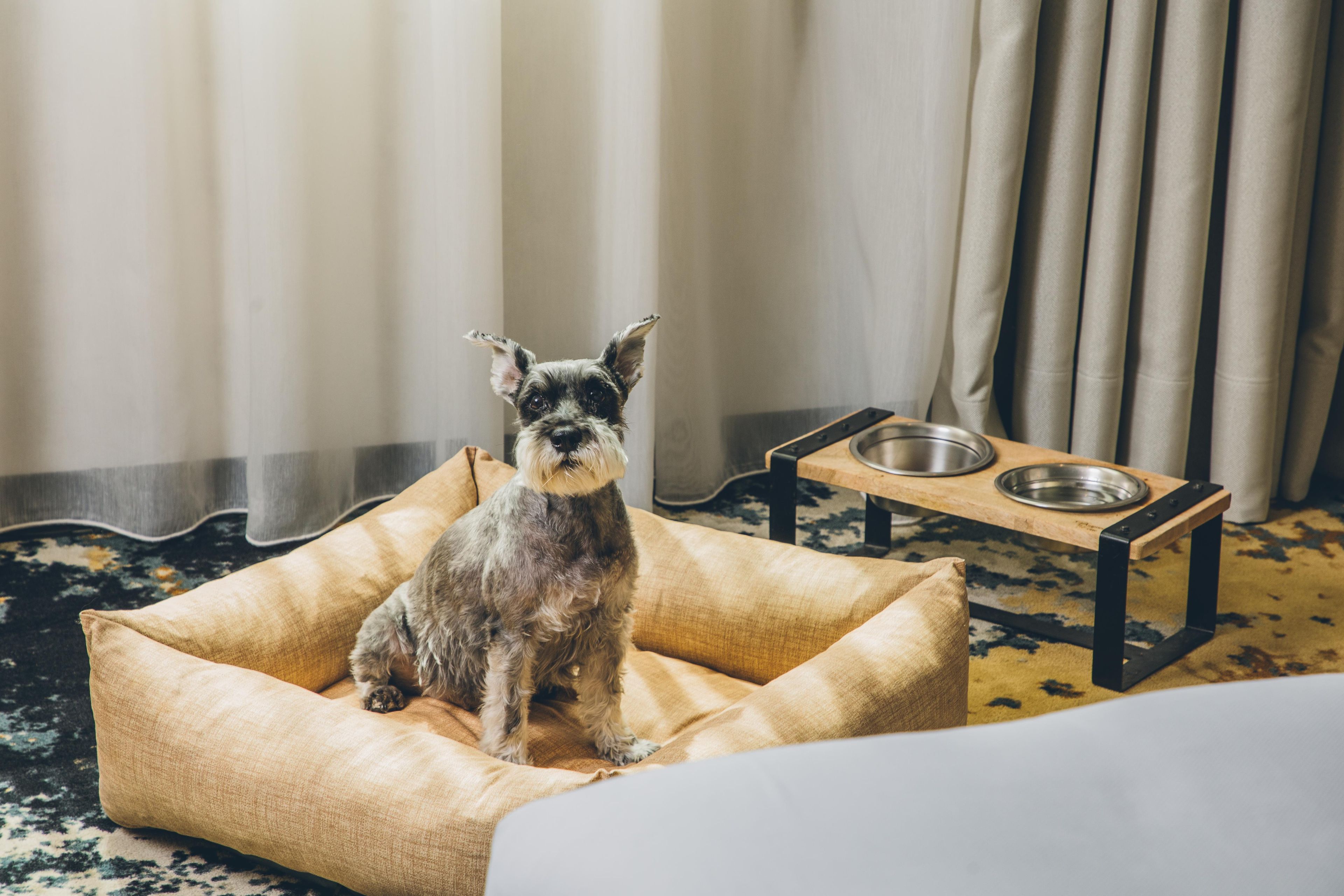 A dog in a pet bed with a feeding station in a room with a patterned carpet.